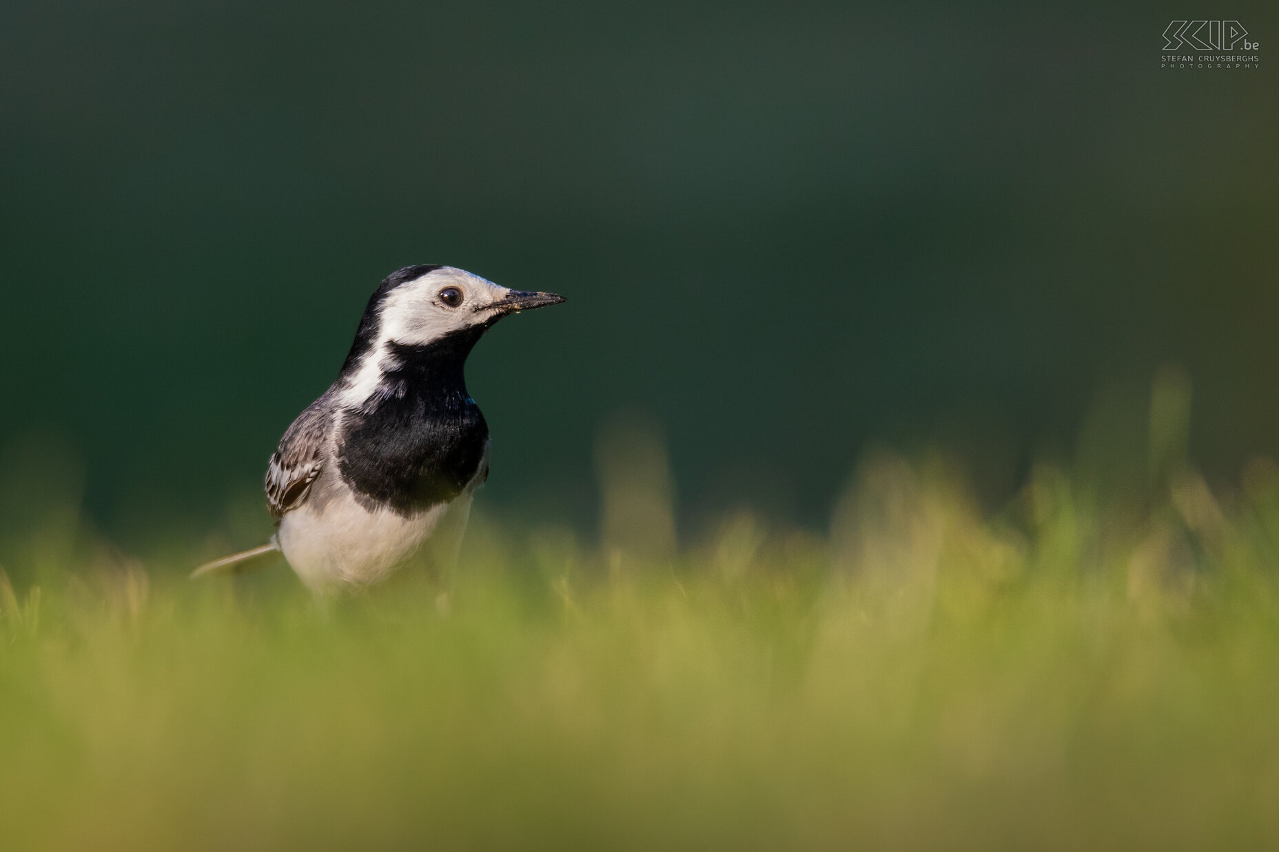 Garden birds - White wagtail Motacilla alba Stefan Cruysberghs